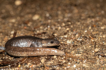 Hybrid jefferson / blue-spotted salamander migrating towards a spring breeding pond