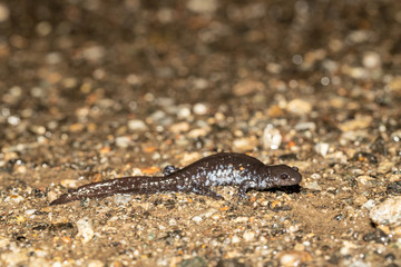 Hybrid jefferson / blue-spotted salamander migrating towards a spring breeding pond