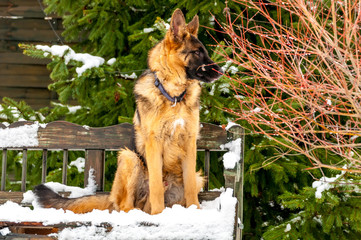 A german shepherd puppy dog sitting on a bench at winter