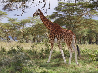 Girafen Lake Nakuru