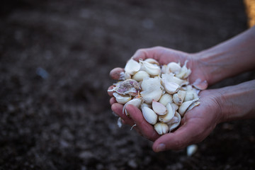 Farmer holding garlic in hands,planting