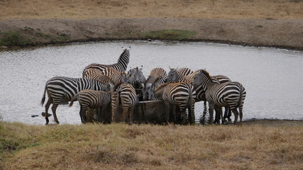 Fototapeta na wymiar Zebra by Waterhole