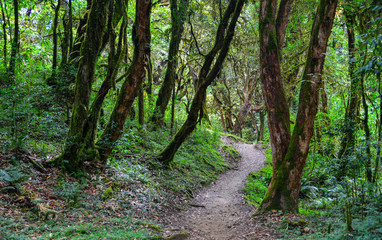 Fototapeta na wymiar Hiking trail in green summer forest