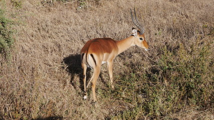 Impala