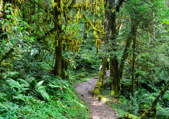 Hiking trail in green summer forest