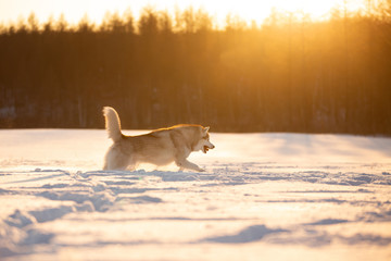 Crazy, happy and adorable beige and white dog breed siberian husky running on the snow in the winter field at sunset
