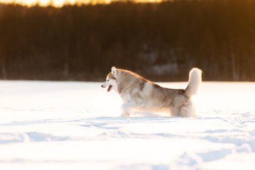 Crazy, happy and cute beige and white dog breed siberian husky running on the snow in the winter field at golden sunset