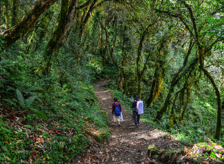 Obraz premium People trekking in a forest