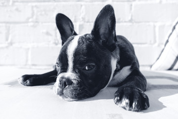 Frenc Bulldog looking at the camera