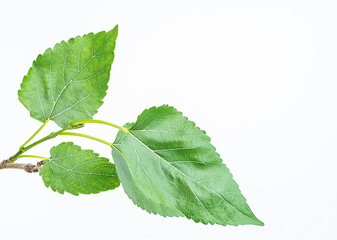 Mulberry mulberry leaves on white background