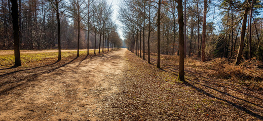 Seemingly endless path in a Dutch forest