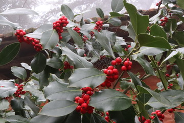 Ghirlanda Natalizia Realizzata Con Pigne Vere Pungitopo E Rami Di