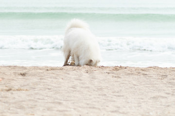 Obraz premium Beautiful Samoyed dog have fun on a beach. Domestic purebred dog is walking at seashore