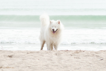 Beautiful Samoyed dog have fun on a beach. Domestic purebred dog is walking at seashore