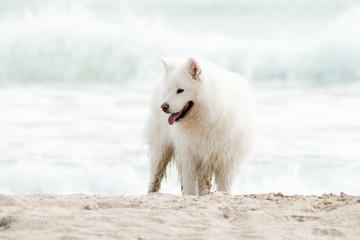 Beautiful Samoyed dog have fun on a beach. Domestic purebred dog is walking at seashore