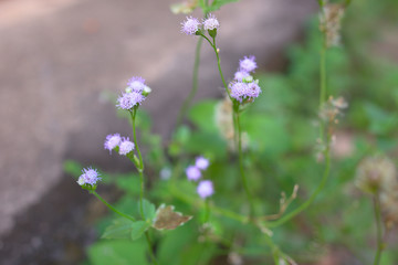 Weed flower in the yard