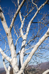 Tree painted in white as protection, gardening