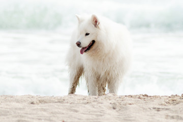 Beautiful Samoyed dog have fun on a beach. Domestic purebred dog is walking at seashore