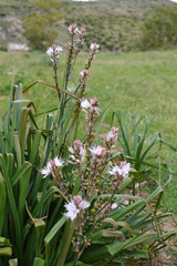 Close-up of Branched Asphodel Flower, Asphodelus Ramosus, Nature