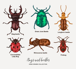 Vector illustration bugs ans beetles. Hand drawn insects collection. Detailed colored sketches in vintage style. © J_ka