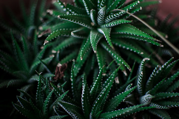 Close up of green cactus at my home. Aloe.