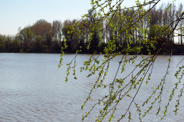 Close-up The Willow Tree On The River In The Spring