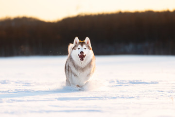 Crazy, happy and cute beige and white dog breed siberian husky running on the snow in the winter field at golden sunset © Anastasiia
