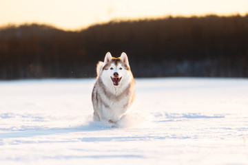 Crazy, happy and cute beige and white dog breed siberian husky running on the snow in the winter...