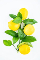Freshly picked yellow lemon on a white background