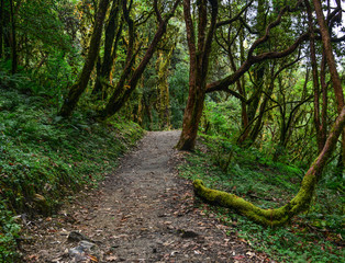 Hiking trail in green summer forest
