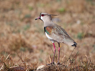 Southern lapwing (Vanellus chilensis). Cordoba, Argentina