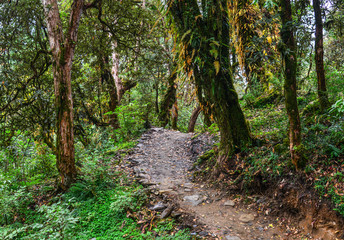 Hiking trail in green summer forest