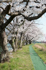 桜並木