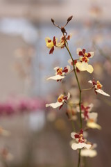 Flor