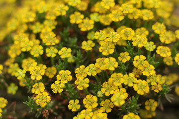 Obraz premium Flor amarela