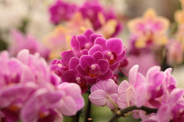 Fototapeta premium Flor