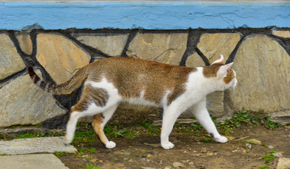 A cat playing at rural house