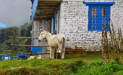 Mules at mountain village at base camp path