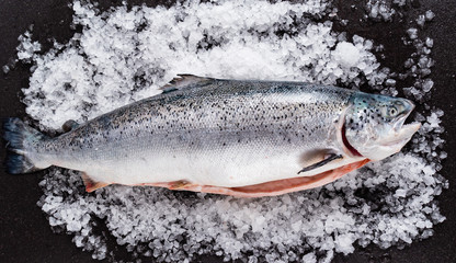 raw salmon fish on the ice