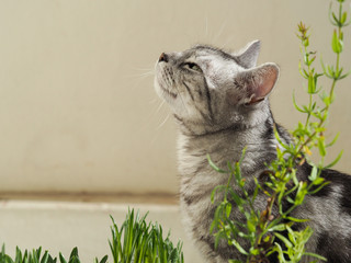 Cat sniffing sunshine