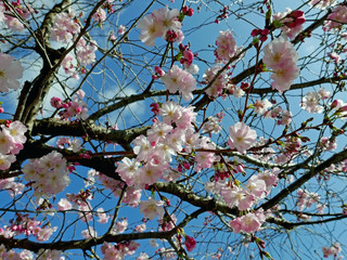 luminosi rami di pesco fioriti in primavera