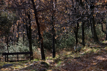 Bench in the Forest