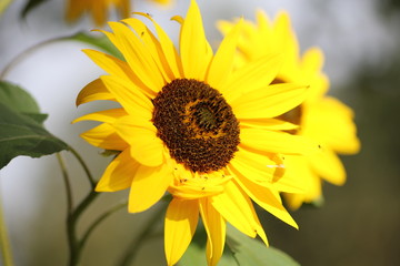 Naklejka premium Sonnenblume