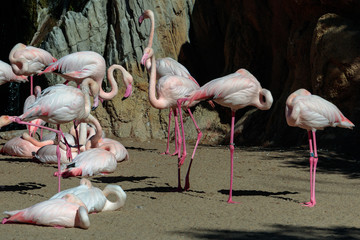 VALENCIA, SPAIN - FEBRUARY 26 : Flamingos at the Bioparc in Valencia Spain on February 26, 2019