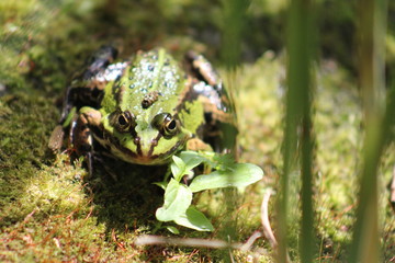 Frosch