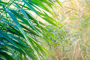 Green reed beds on a pond close-up with a blurred background.