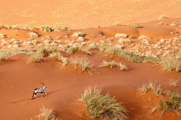 Oryx in the sand dunes of Sossusvlei, Namibia.