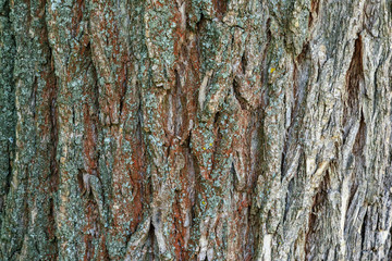 Background of the willow bark. Texture of a pussy-willow relief close-up. Patterned bark for...