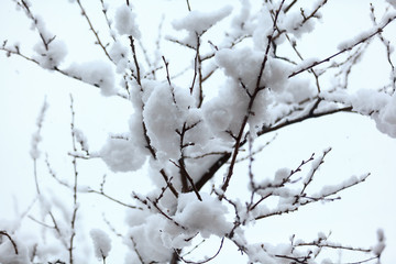 Fluffy white snow lies on the branches of trees and bright sky. Snow drifts on bare branches of trees.