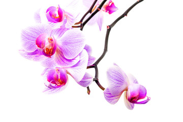 Orchid flowers head bouquet blossom isolated on white background. Branch of beautiful purple Phalaenopsis.